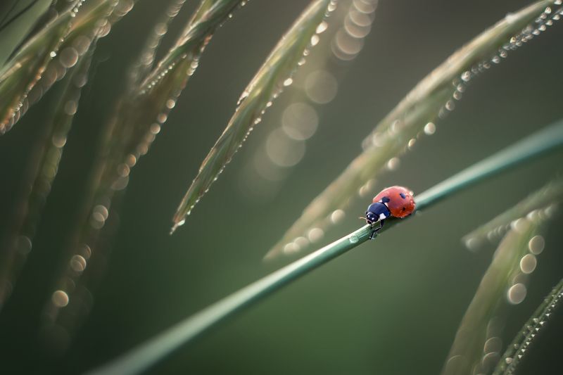*** фото превью
