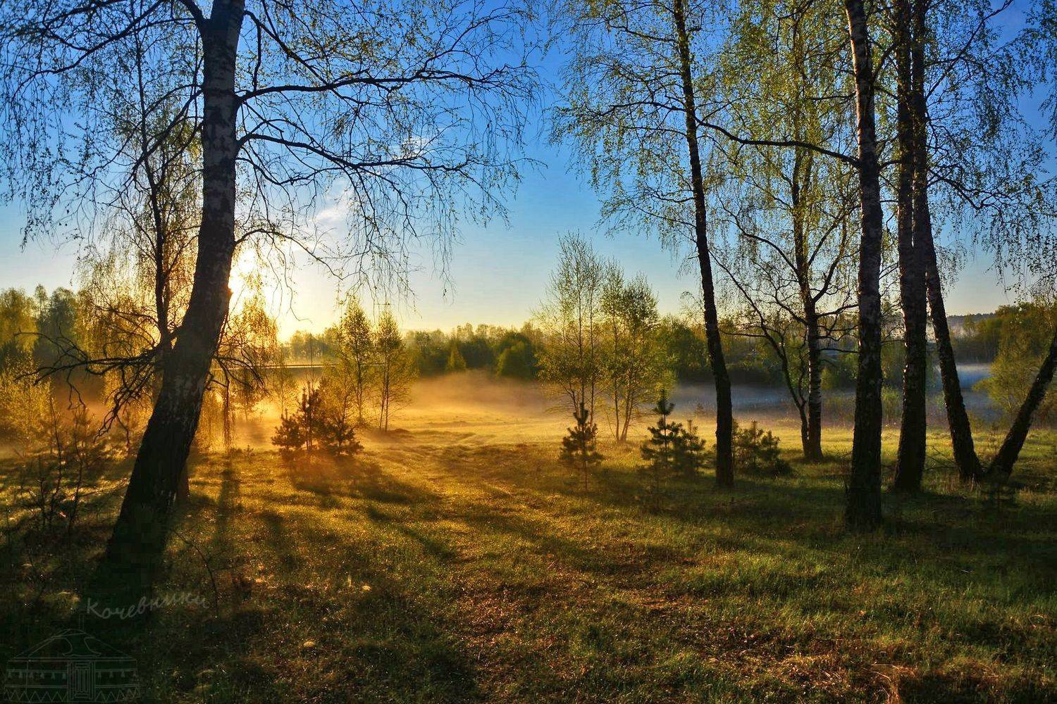 Березы,рассвет, туман, Юлия Абрамова