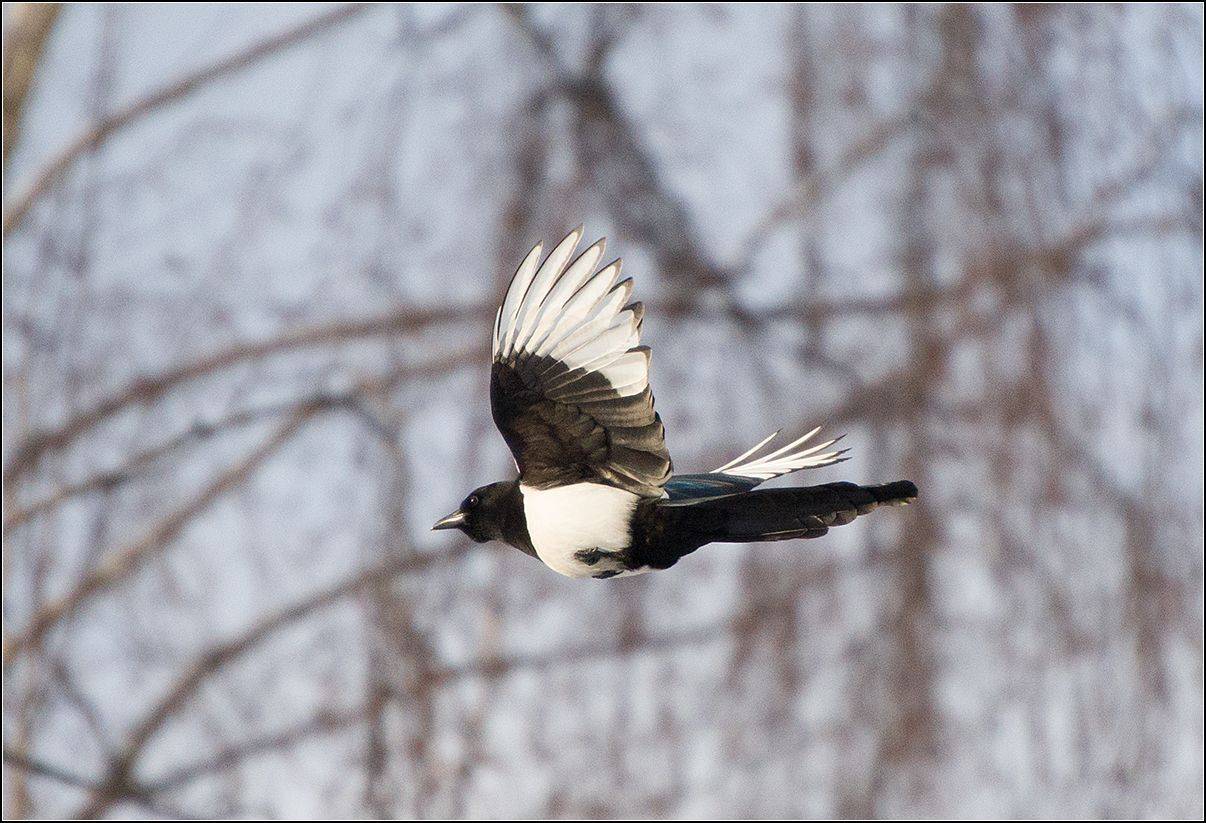 москва, парк, сорока, АНАТОЛИЙ ДОВЫДЕНКО