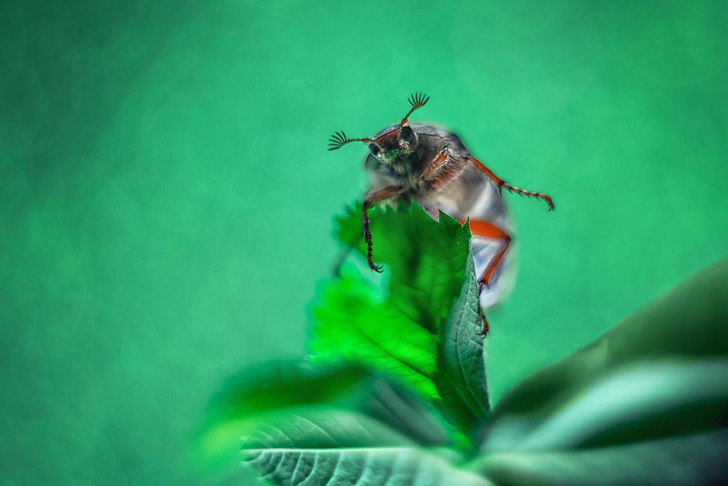 , Анастасия Думинская