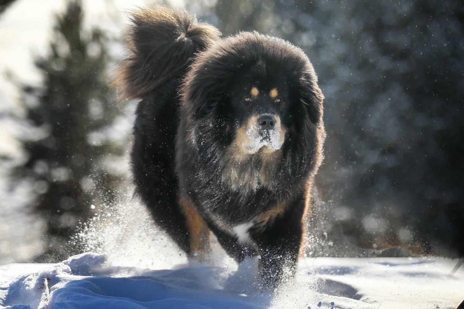 , Андрей Ершов