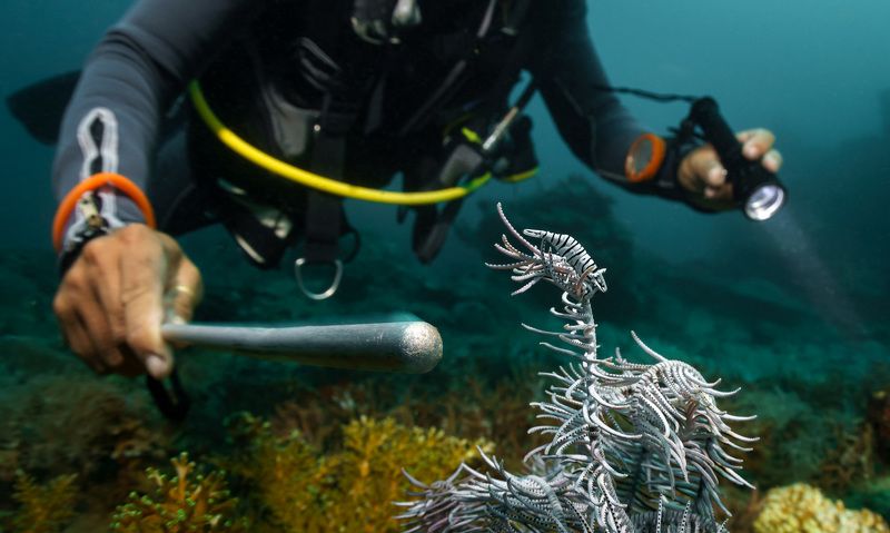 Макрос фото превью