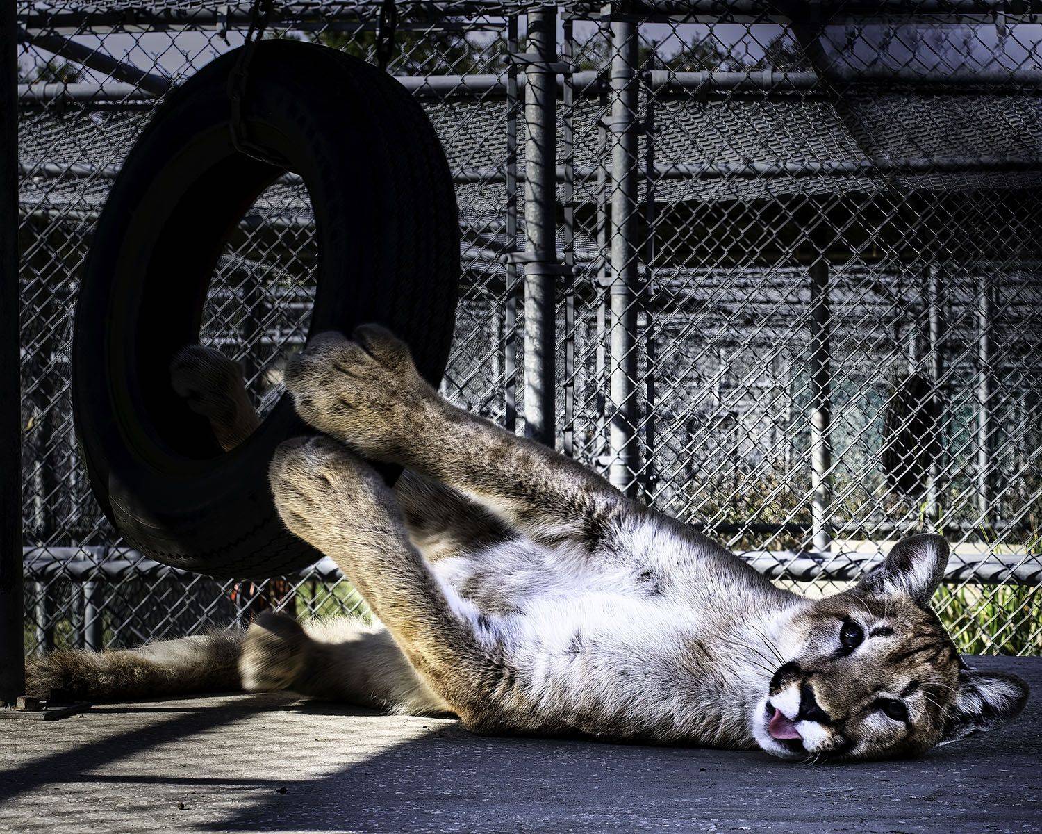 Panther , Raymond Asiala