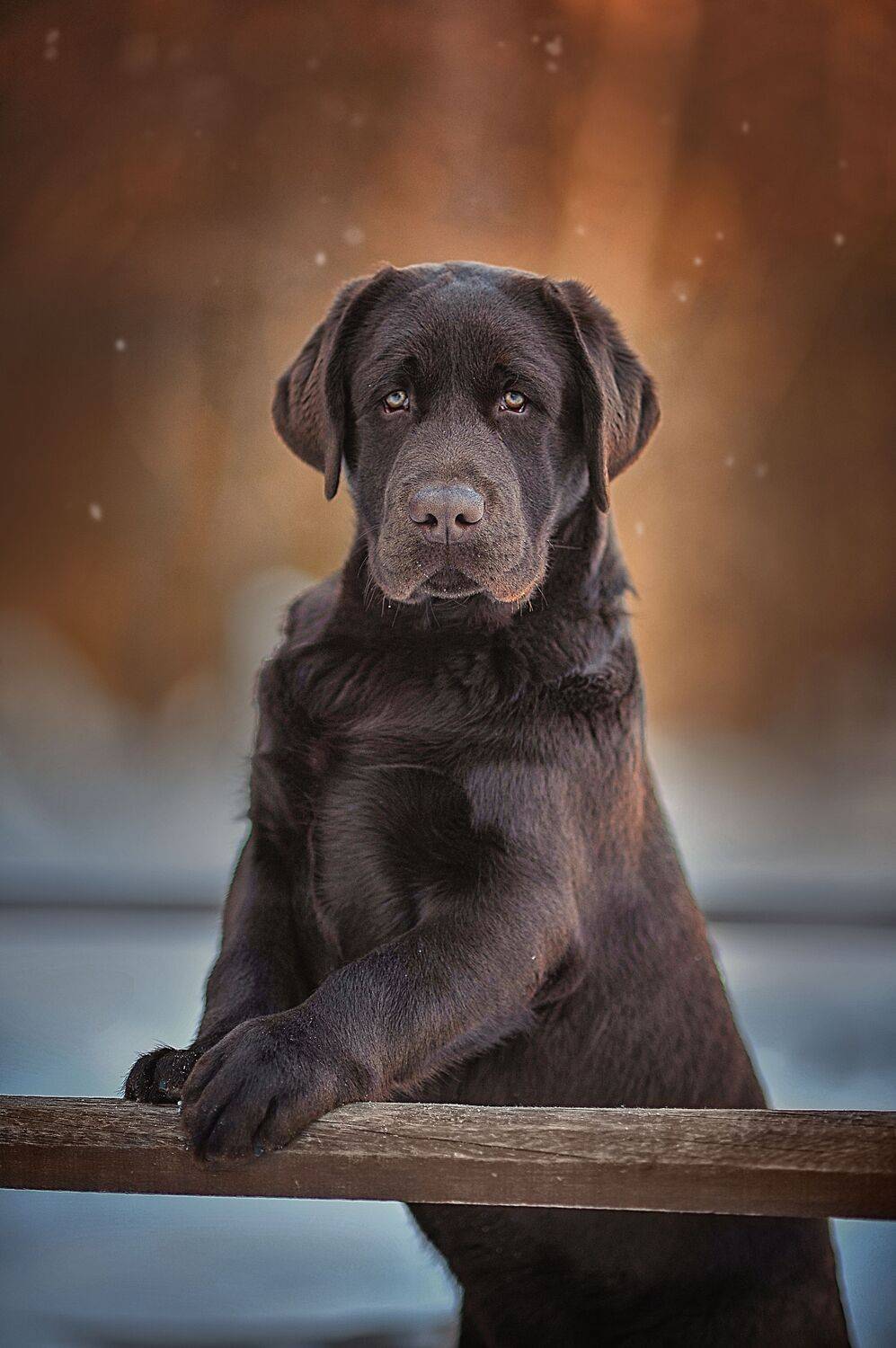 , Лысенкова Ксения