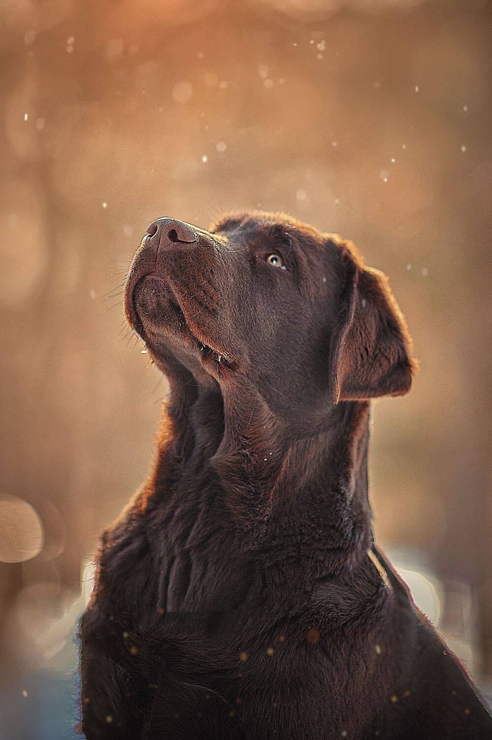 , Лысенкова Ксения