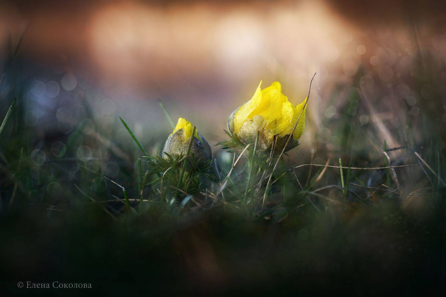 адонис, цветы, первоцвет, май, весна, майские цветы, желтый цветок, весенний цветок, макро, макро цветы, Соколова Елена