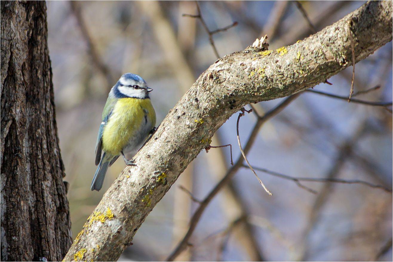 лазоревка, КарОл