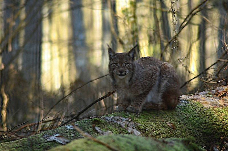 cat фото превью