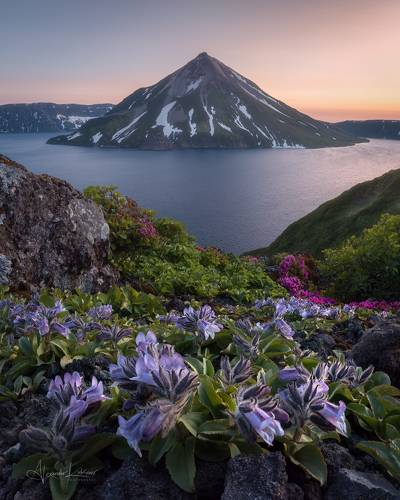 Цветы Онекотана...