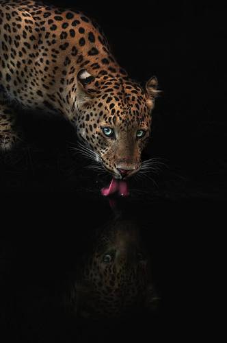 Leopard Reflection