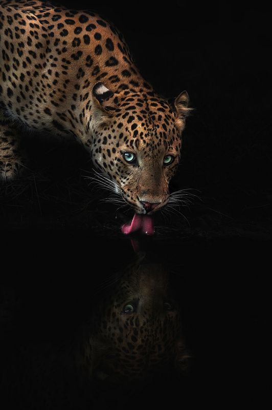 leopard Leopard Reflection фото превью