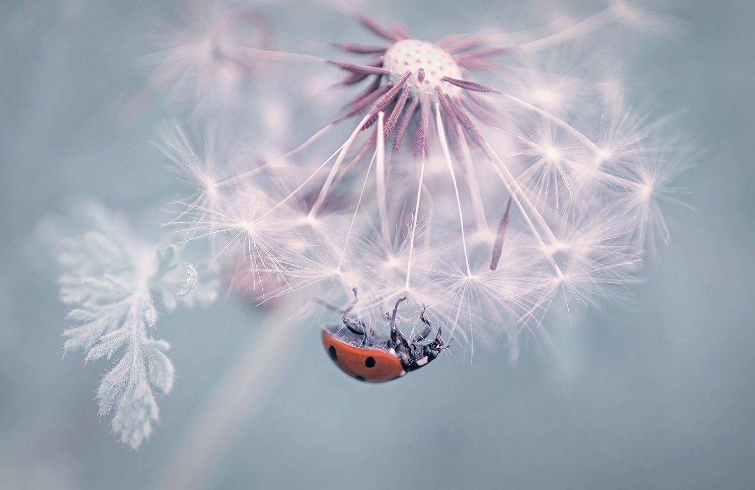 dandelion macro red bug blue nature, Petya Lazarova