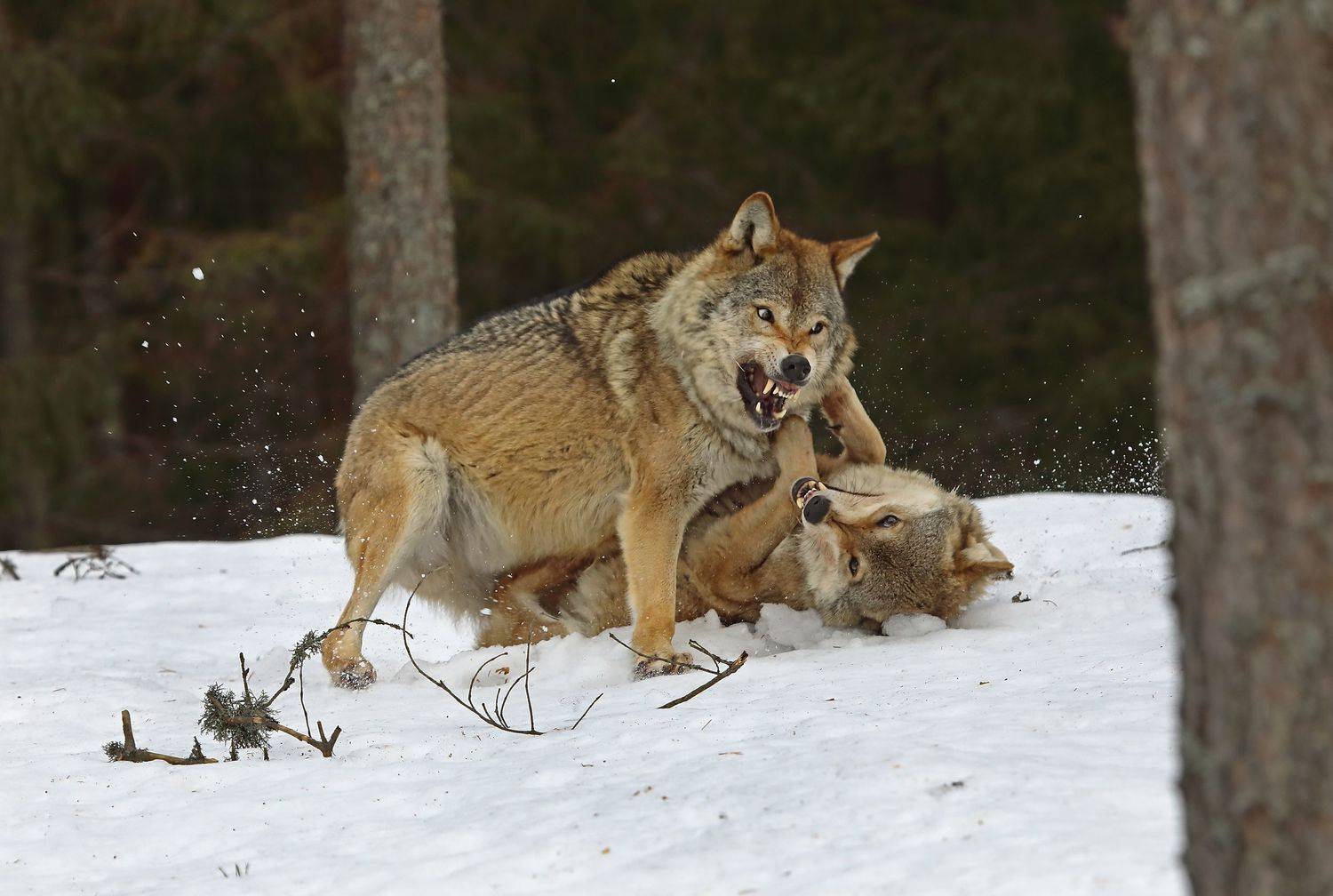 , Александр Гусар