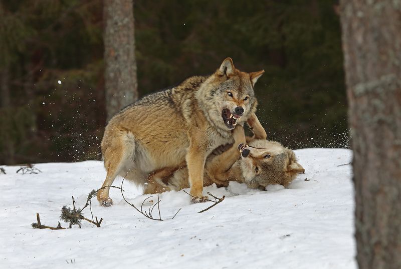 Разборка. фото превью