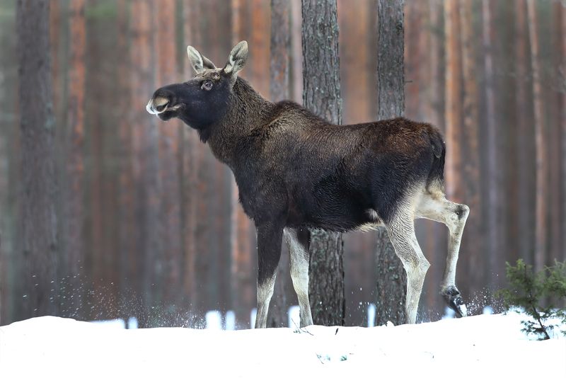 В Красном бору. фото превью