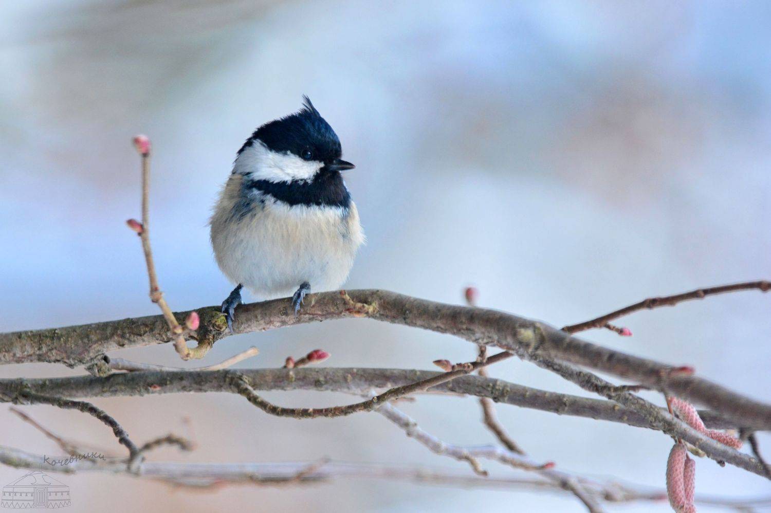 синица, птицы, московка, birds, birdwatching, Юлия Абрамова