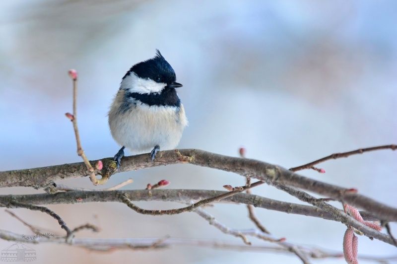 синица, птицы, московка, birds, birdwatching A coal tit фото превью