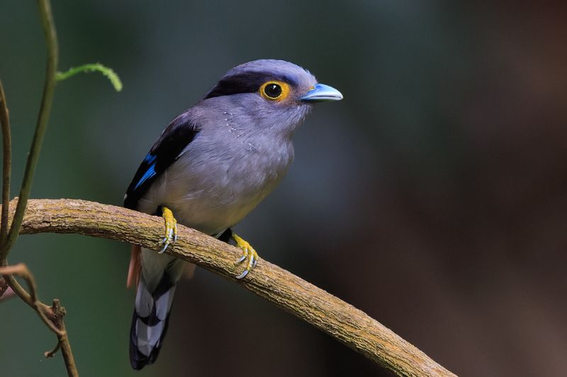 银胸丝冠鸟（学名：Serilophus lunatus） фото превью