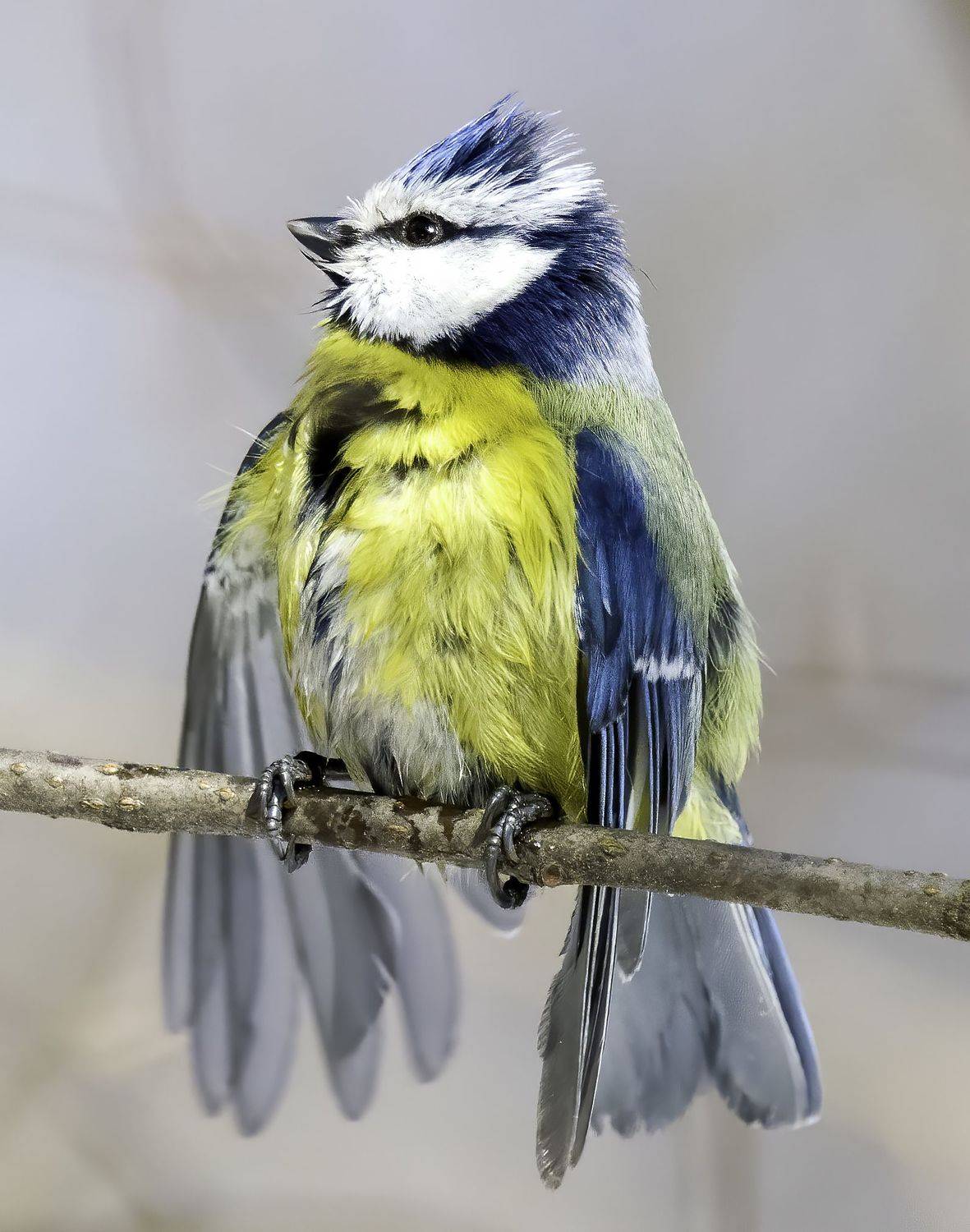 лазоревка, фотоохота, птицы, фото природы, природа России, Михаил Ездаков