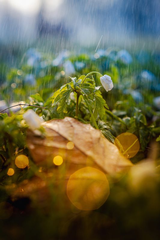 Spring... фото превью