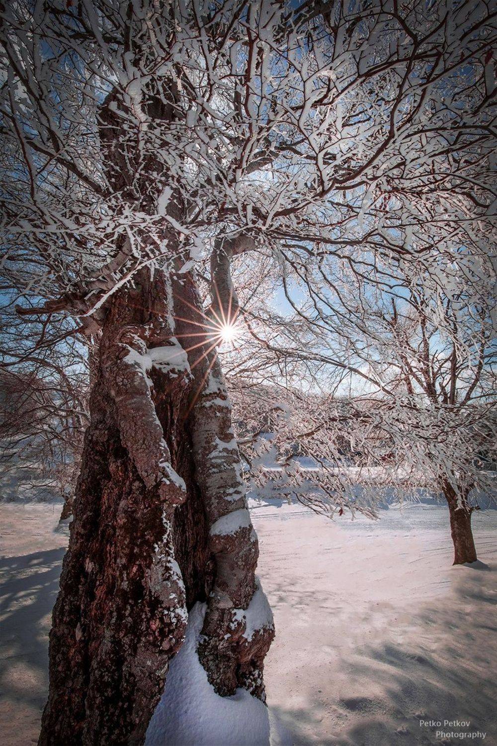 , Петко Петков