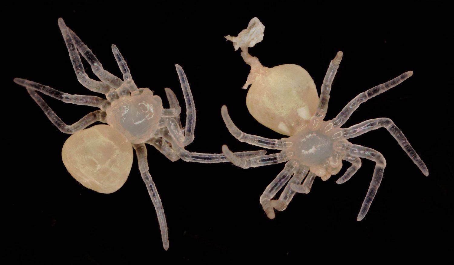 пауки, Александр Зорин