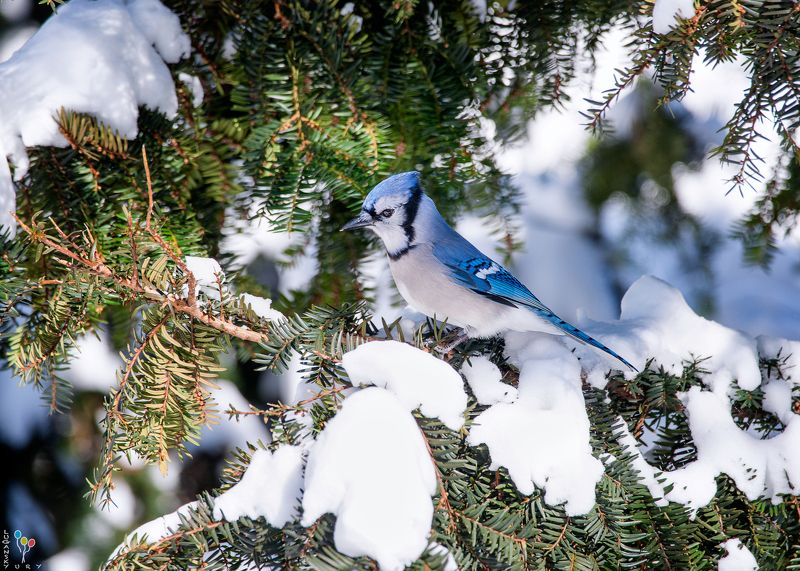 Blue jay фото превью