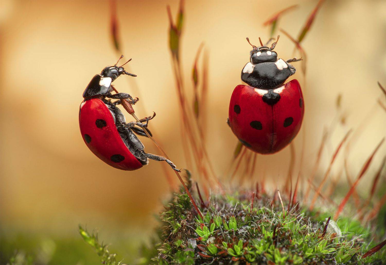 ceclii, macro, Tsvetan Ganev