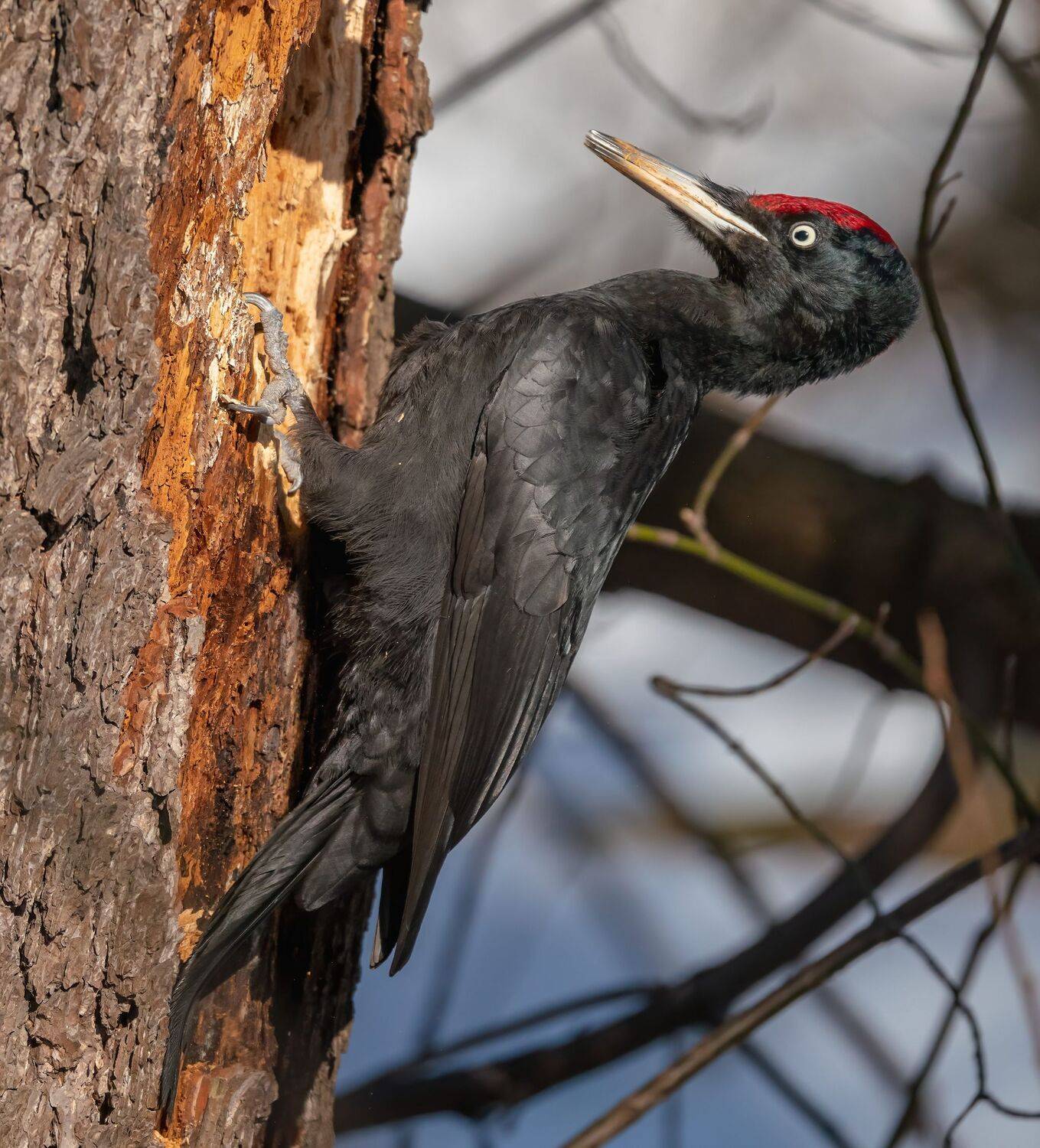 , Константин Дэм