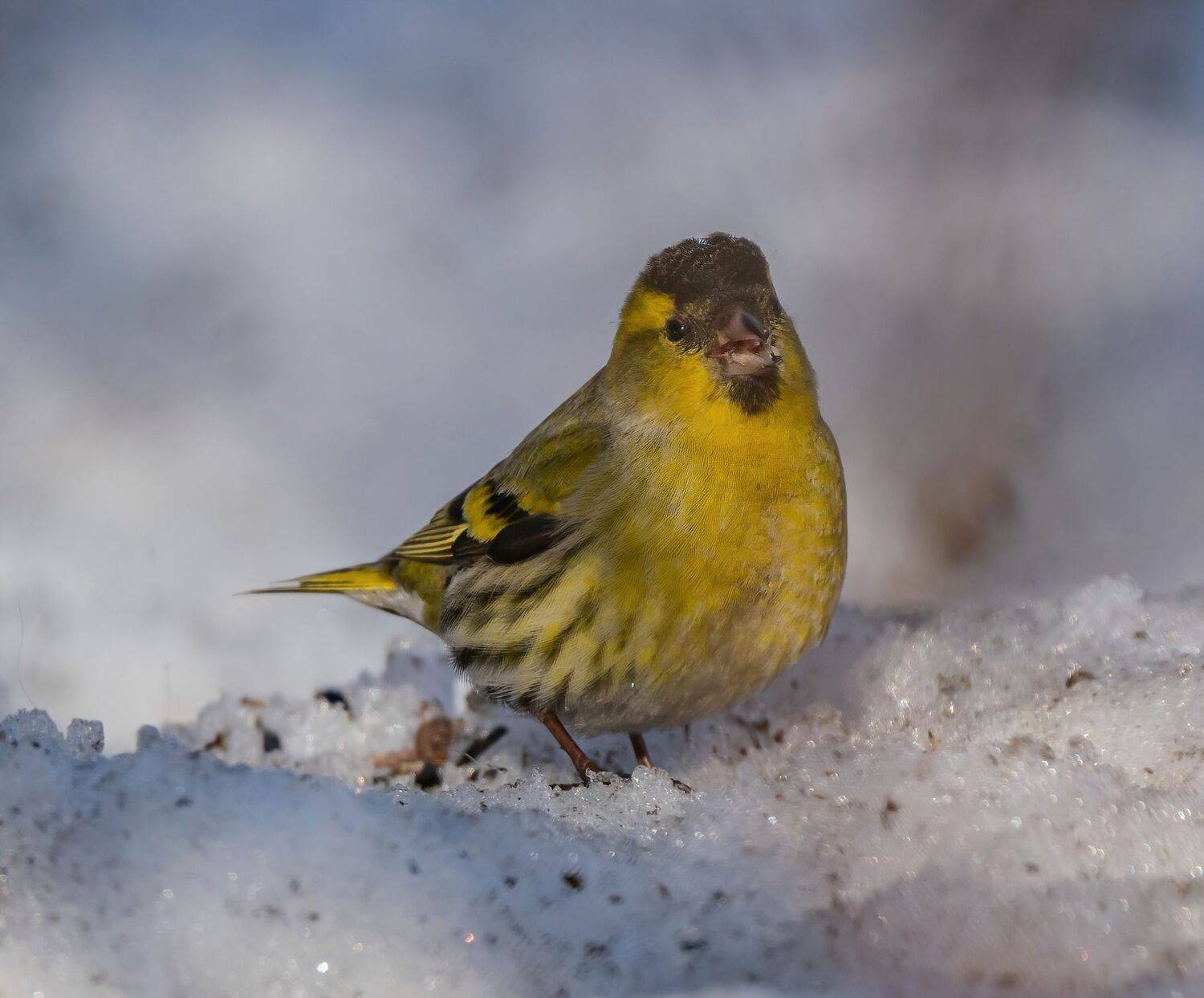 , Константин Дэм