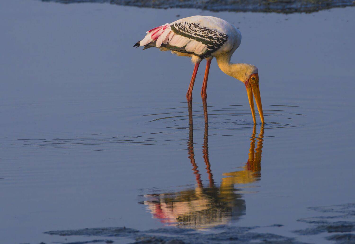 closeup, bird, birds, wild, wings, beauty, nature, swan, feather, spread, little sparrow,animal,animals,nikon,tailorbird,portrait,eyes,painted stork, G N RAJA