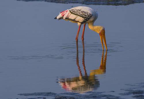 Painted stork