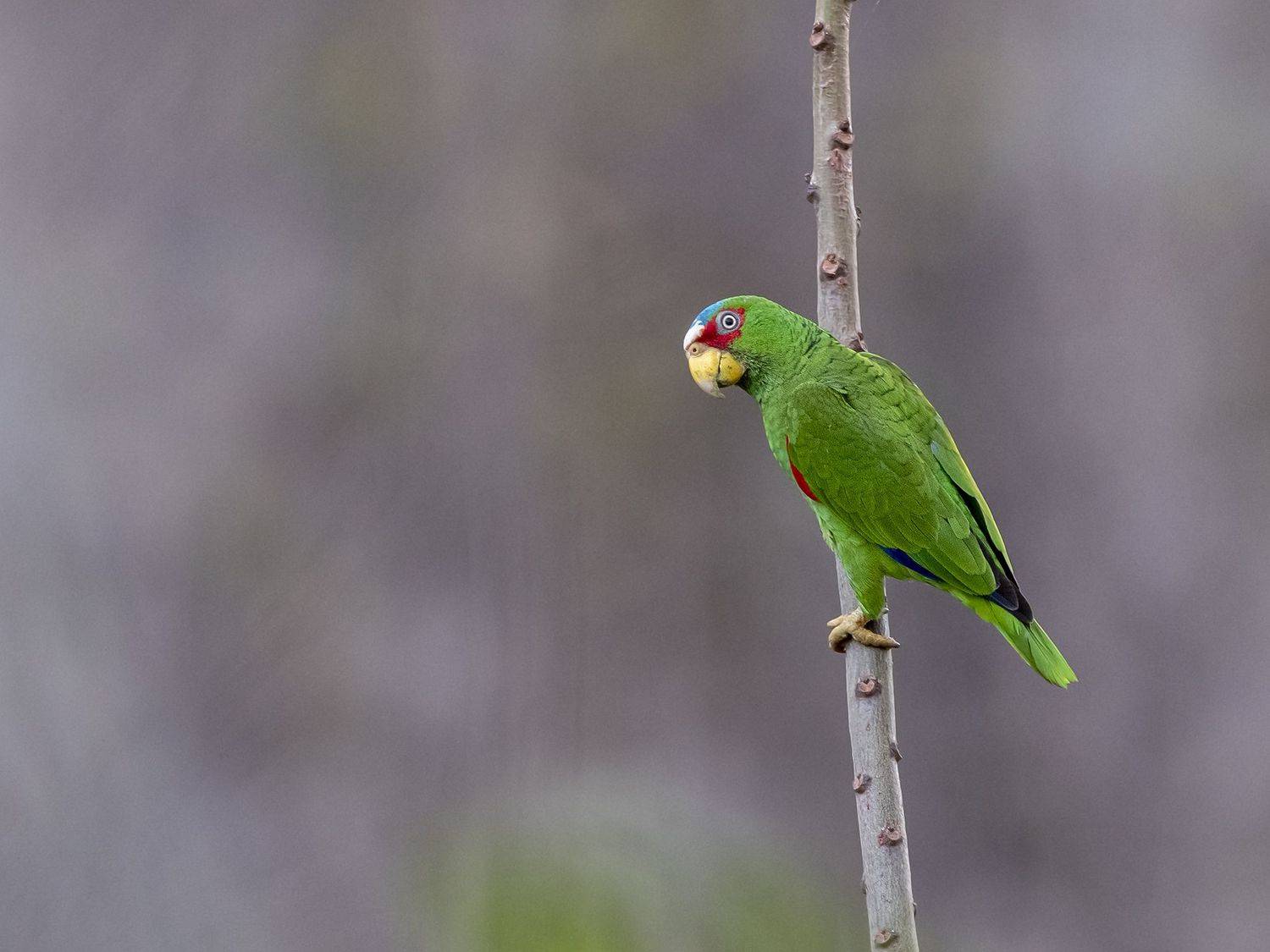 , Fernando Burgalin Sequeira