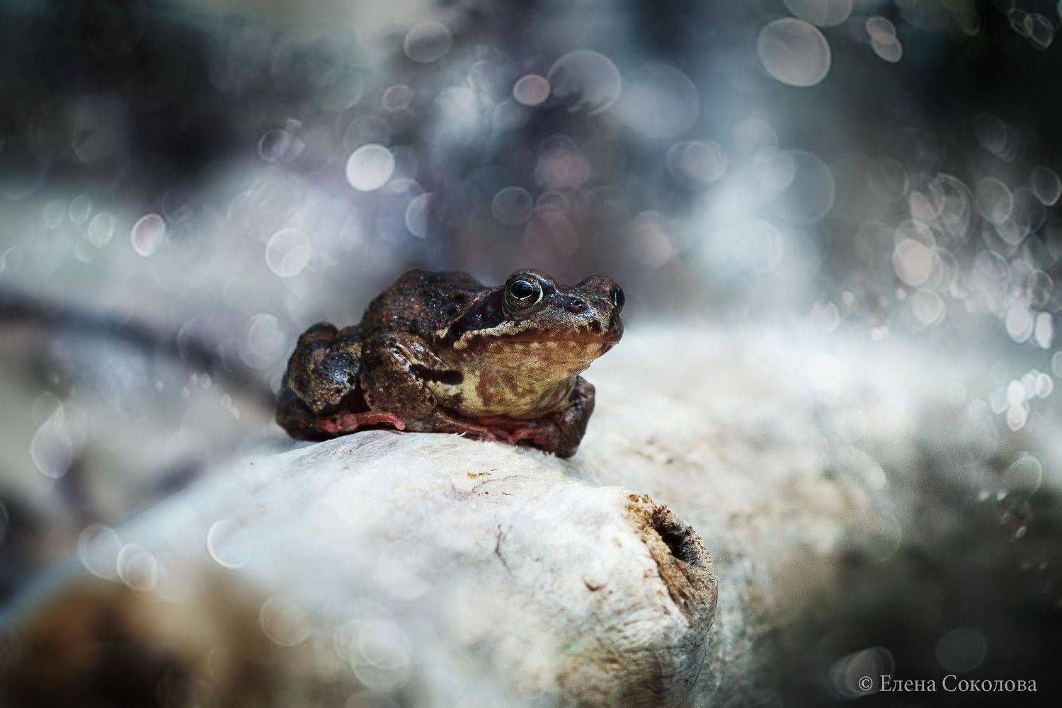 лягушка, весна, макро, Соколова Елена