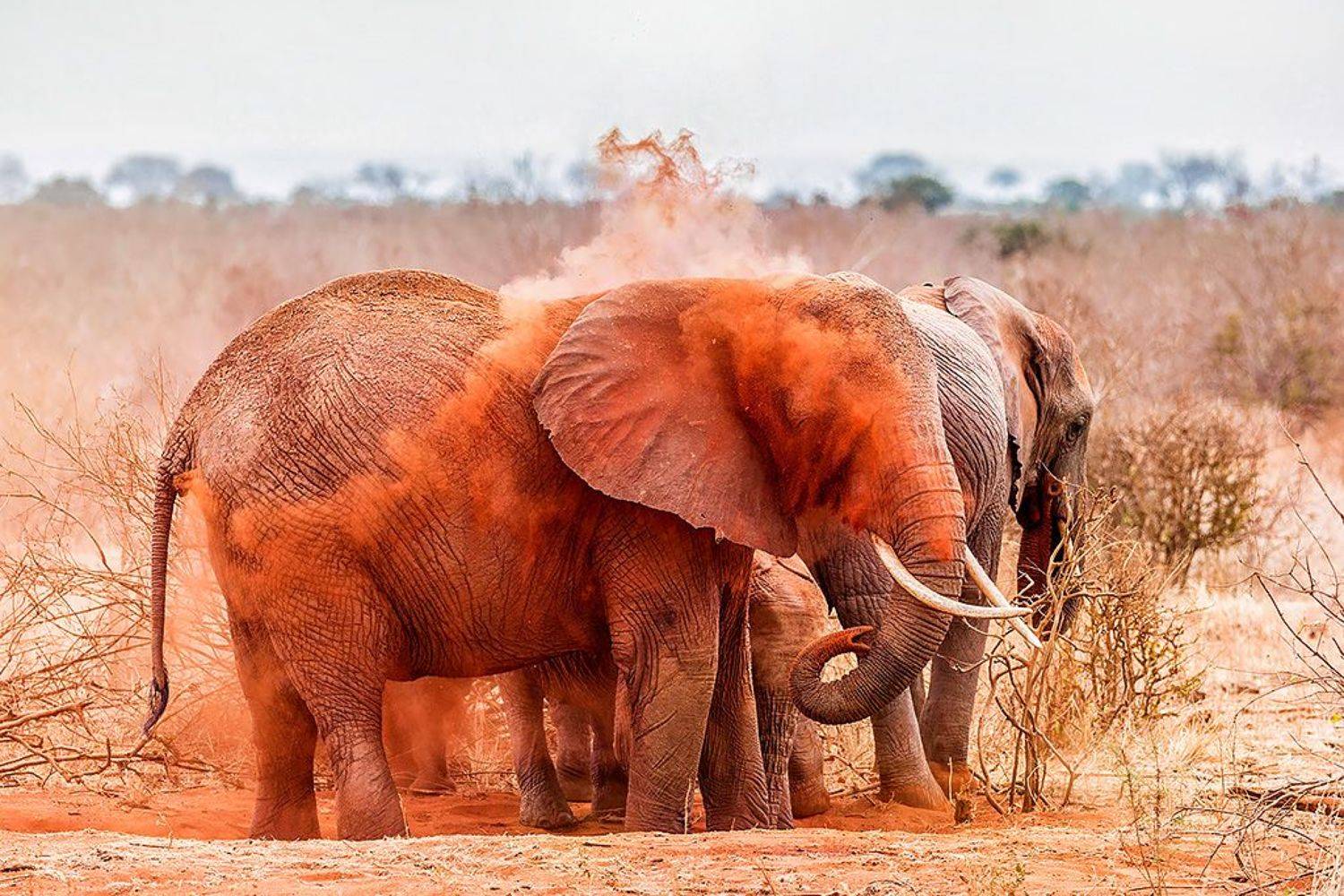 , Сергей Савви