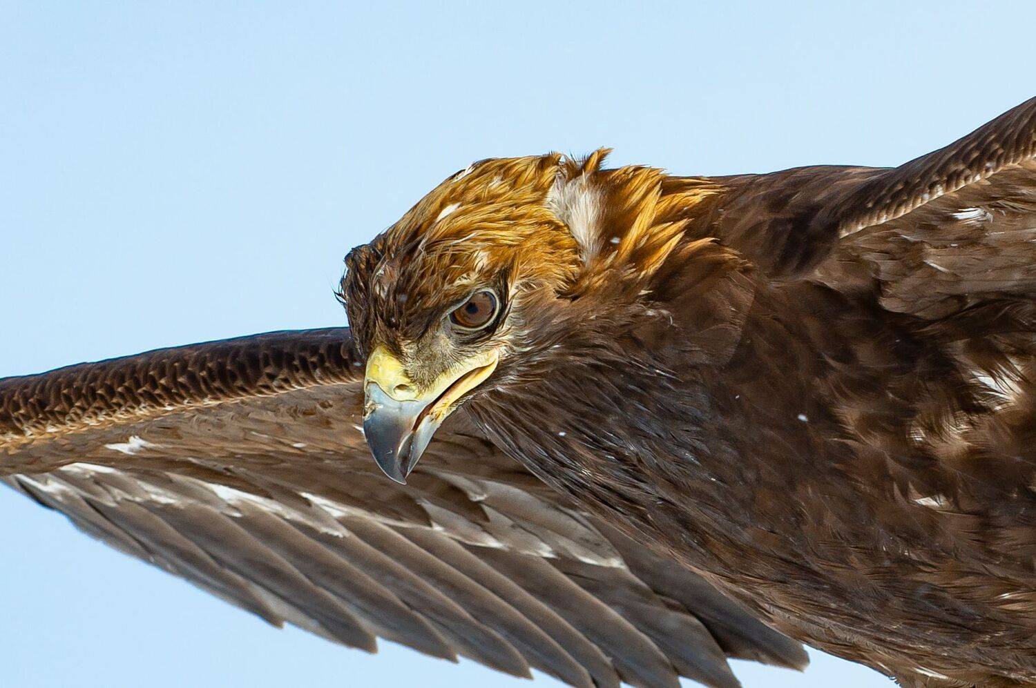беркут  беркутчи, Евгений Дроботенко