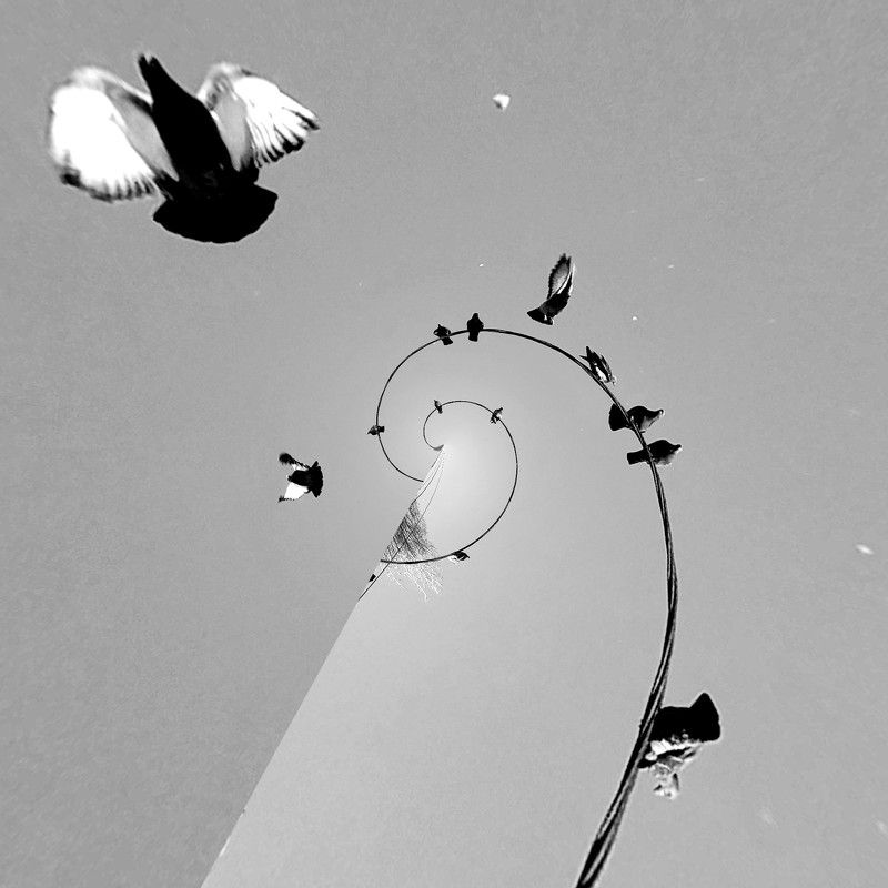 joy to the sun, birds, b&w, abstract, abstraction, art, ч/б, концепт, абстракция, минимализм, concept  фото превью
