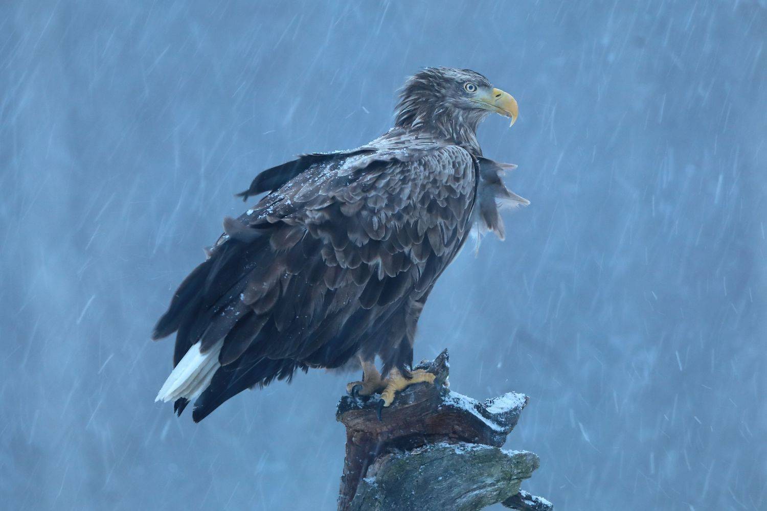 , Александр Гусар