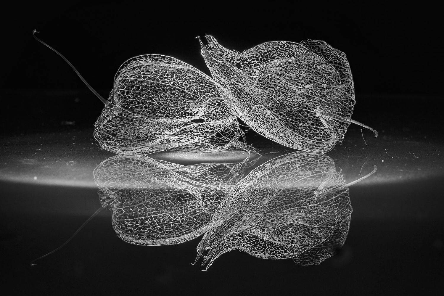 отражение черно-белый физалис, Petya Lazarova