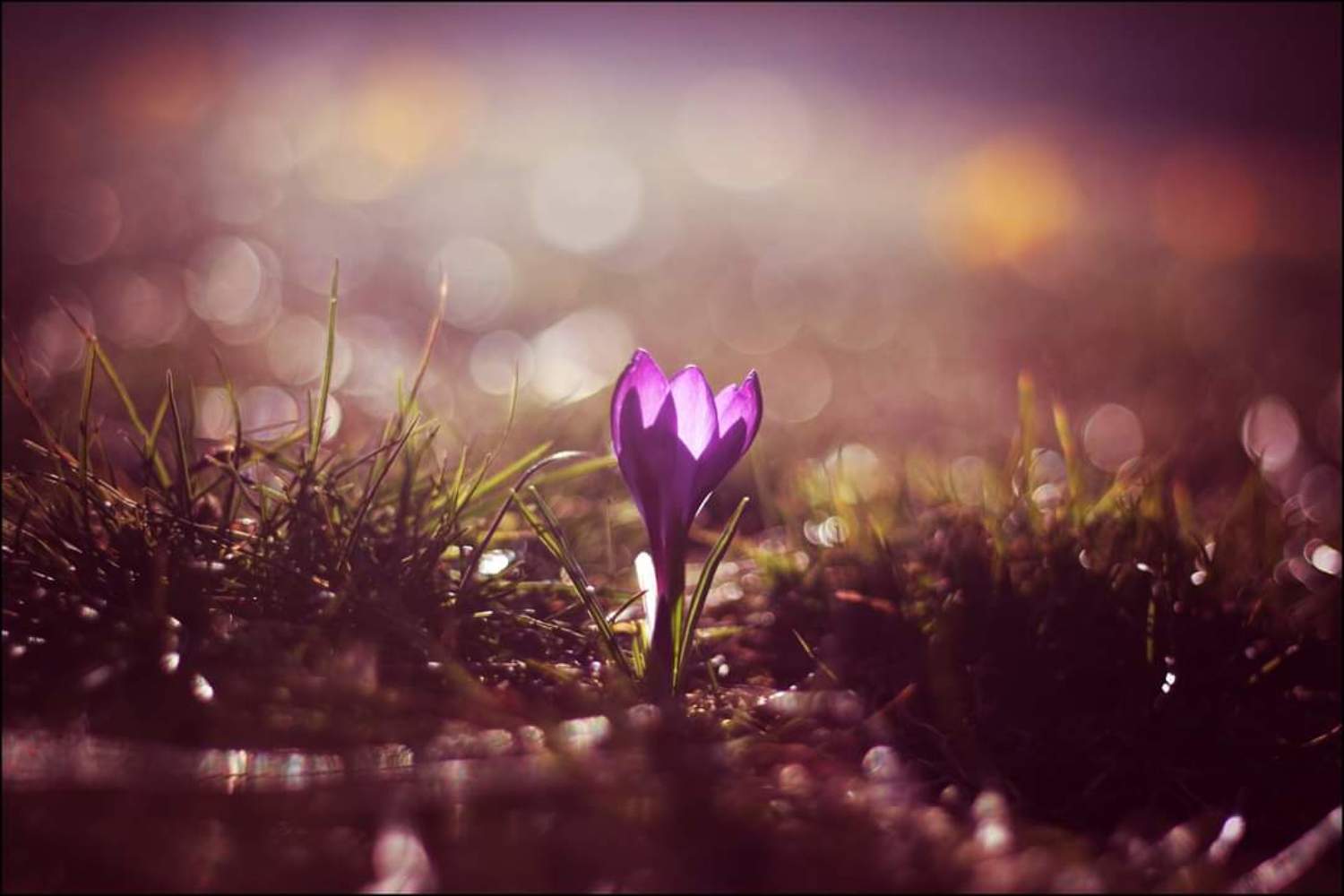 , Krzysztof Trojanowski