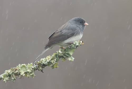 Юнко -Dark-eyed Junco