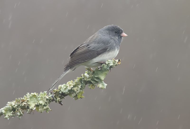 юнко,dark-eyed junco, junco, зима,дождь Юнко -Dark-eyed Junco фото превью