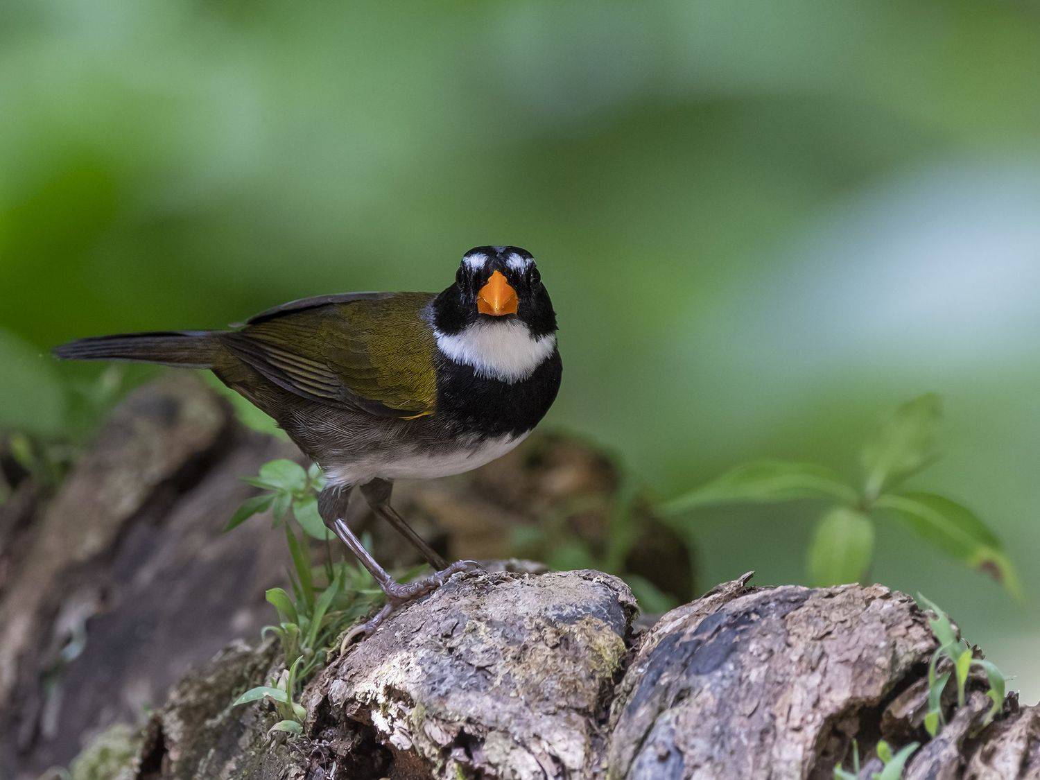 , Fernando Burgalin Sequeira