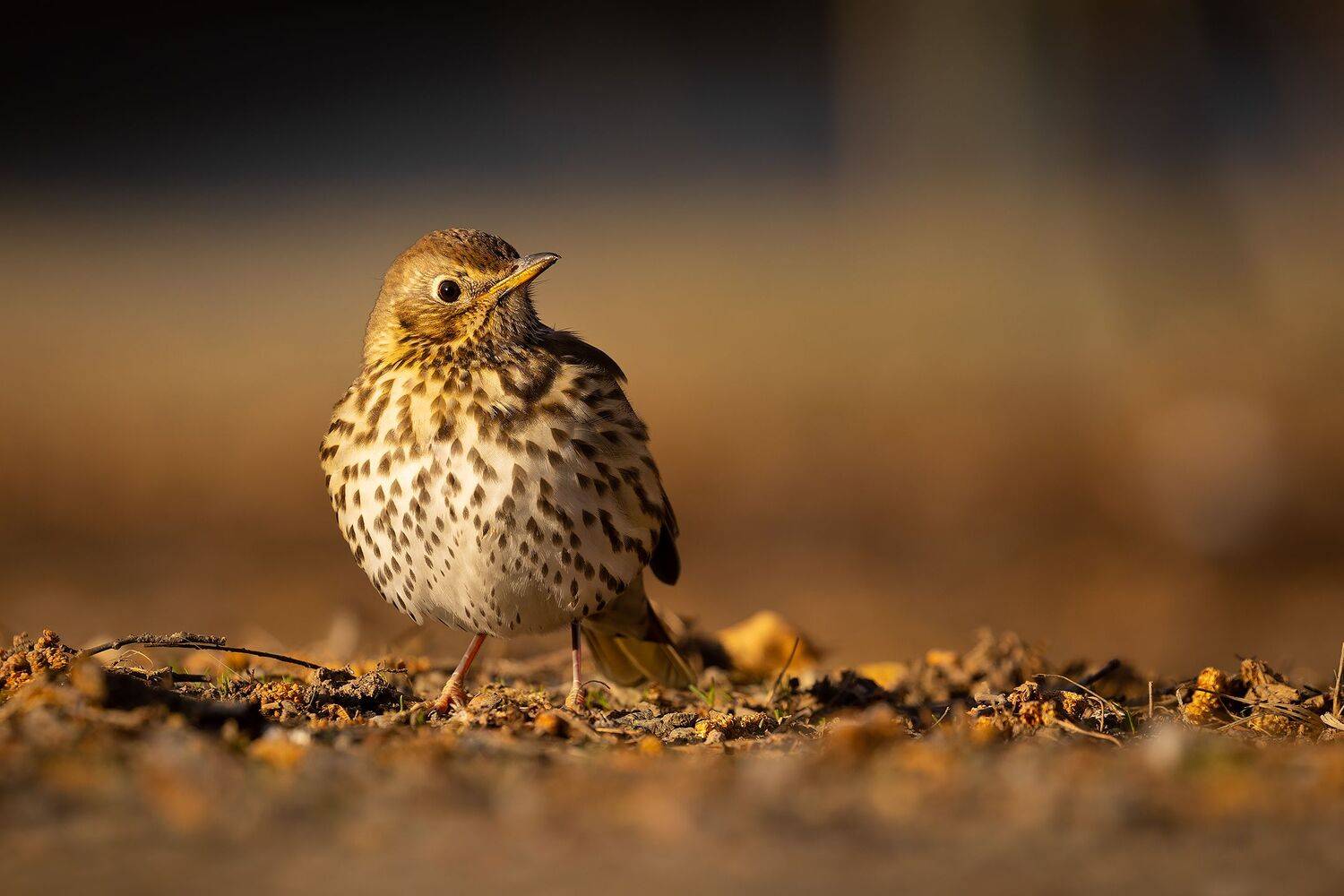 , Robert Adamec