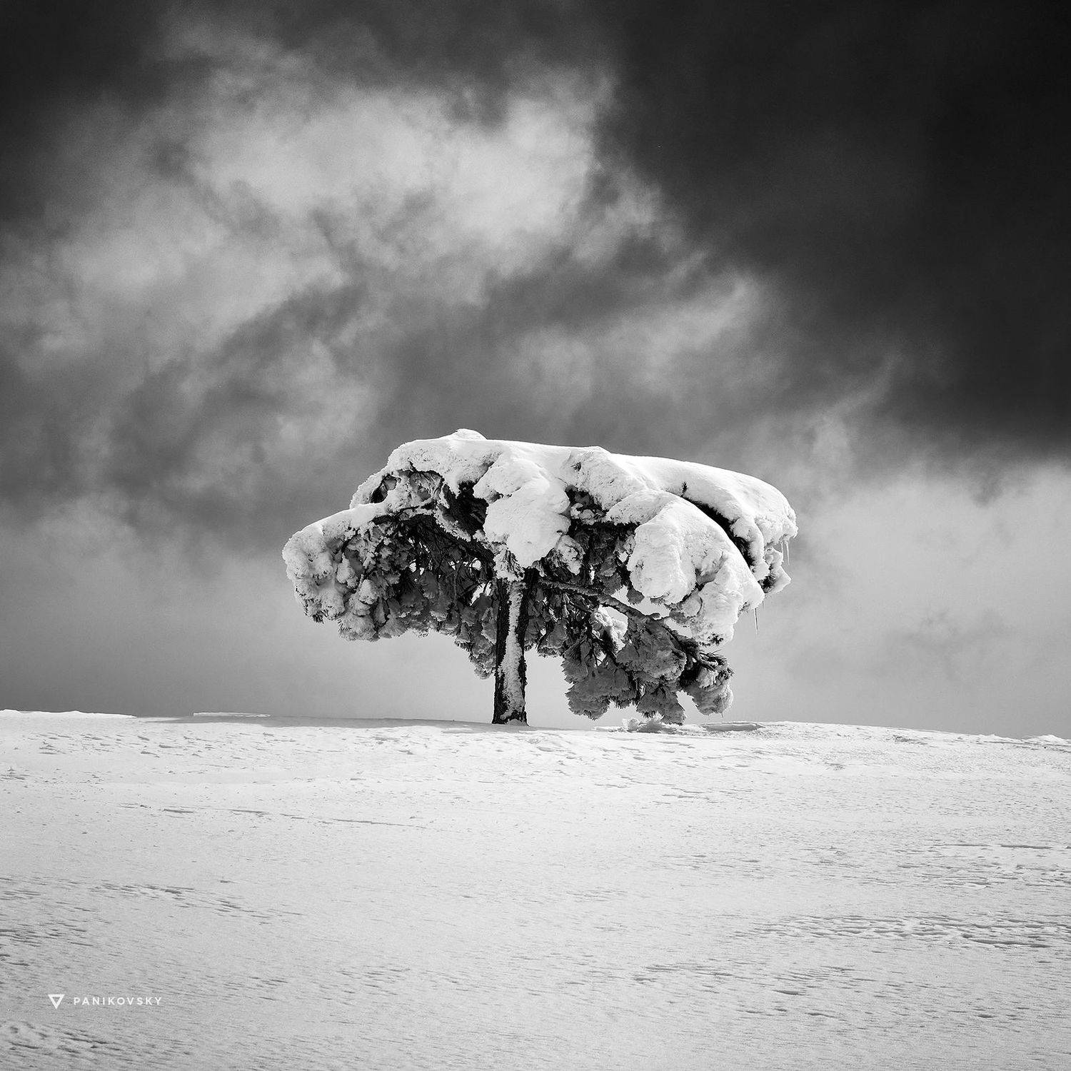 Ай-петри, снег, дерево, крым, Паниковский Виктор