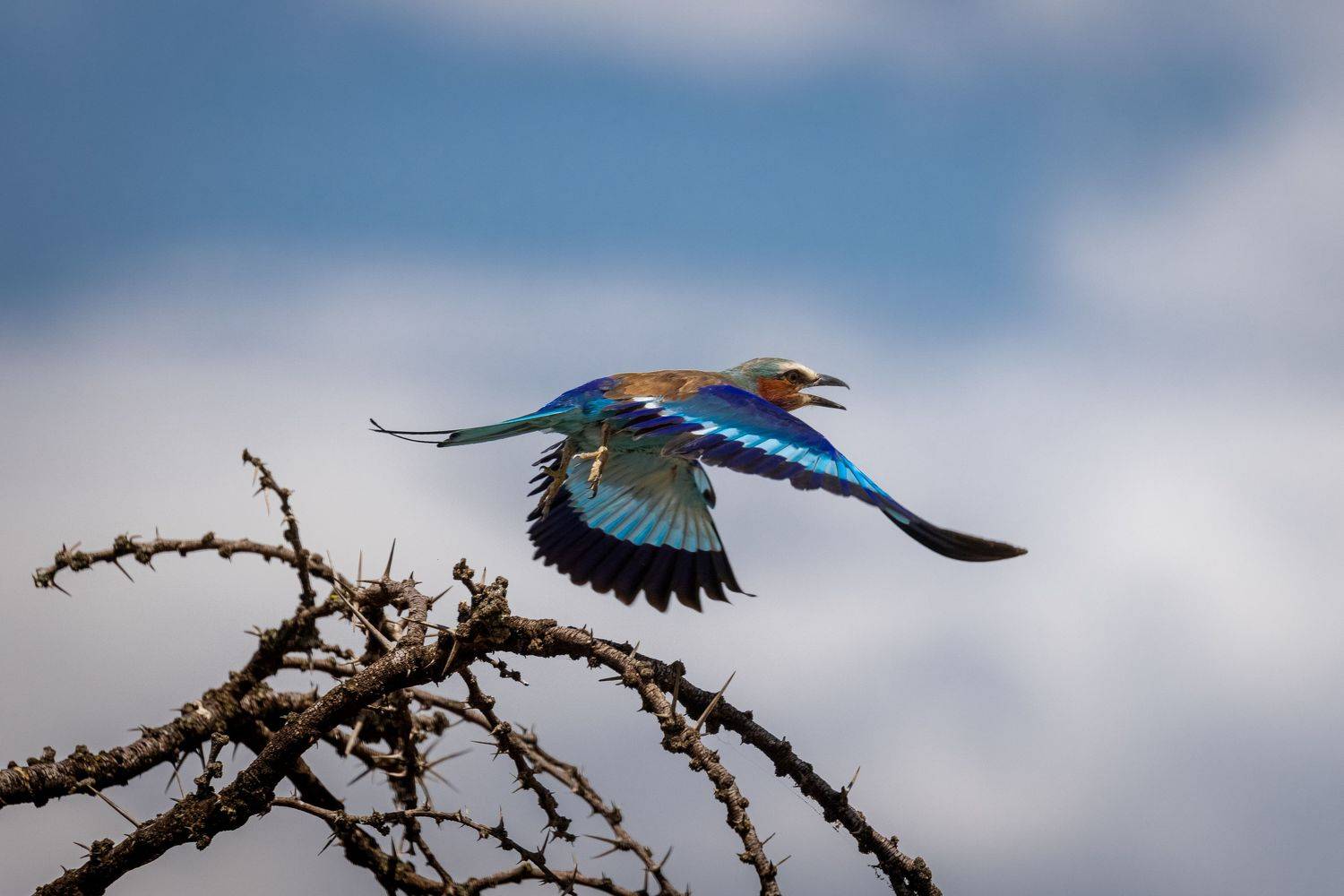 bird, birdwatching, birds, birdwatcher, bird watching, bird watcher, africa, kenya, mara, masai mara, mara north, fly, safari, lily breasted roller, roller  , Roman Bevzenko