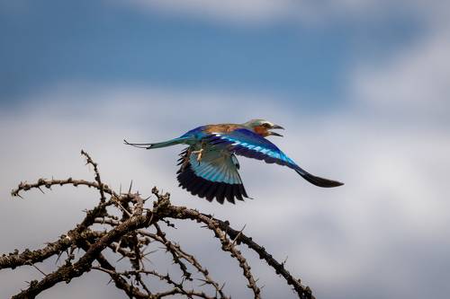 Lily breasted roller