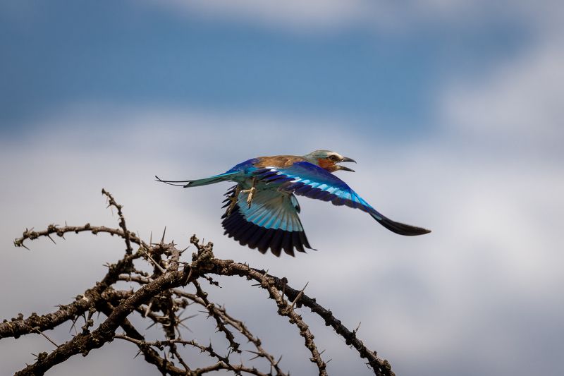 bird, birdwatching, birds, birdwatcher, bird watching, bird watcher, africa, kenya, mara, masai mara, mara north, fly, safari, lily breasted roller, roller   Lily breasted roller фото превью