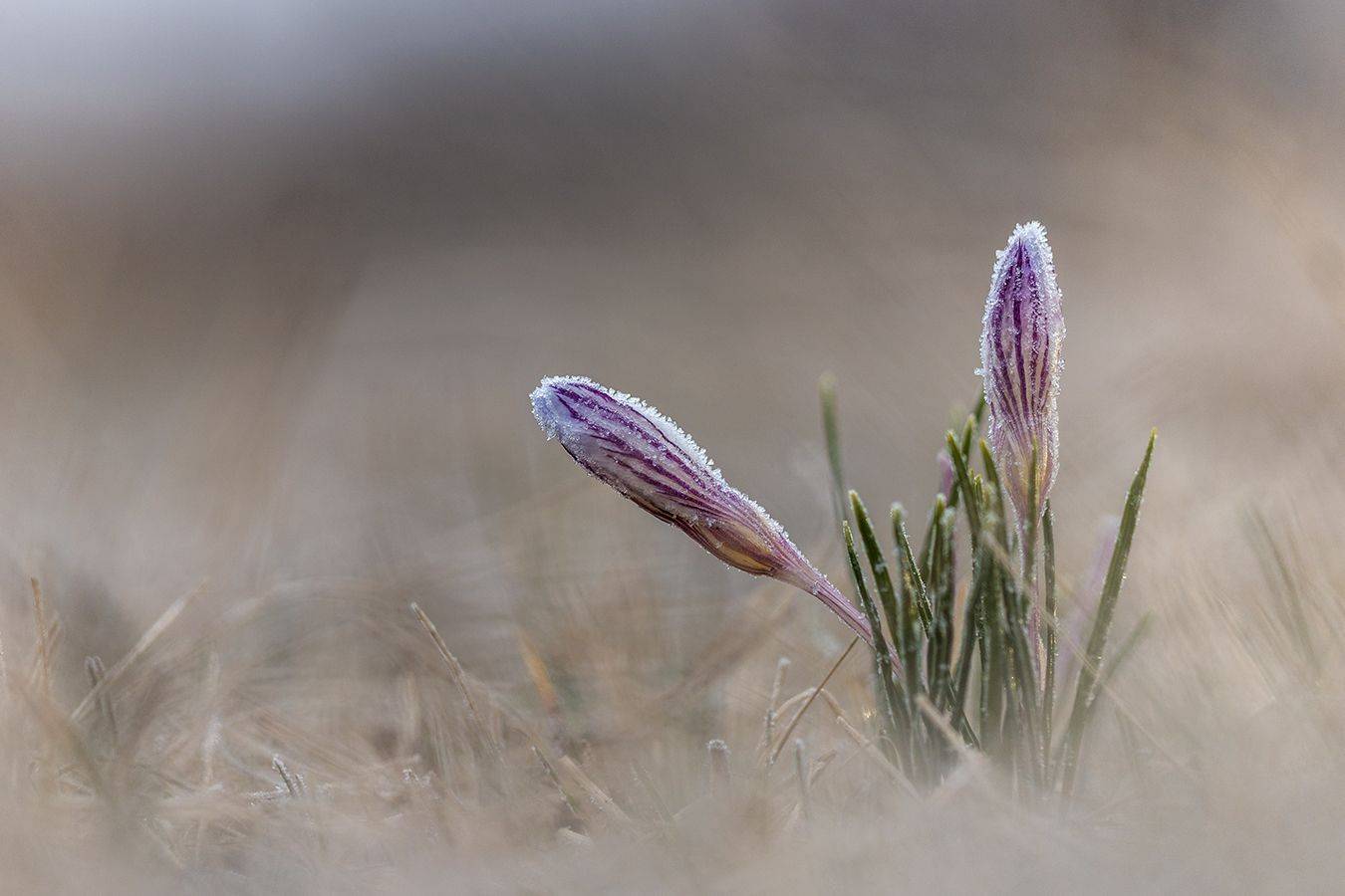 , Илья Михеев