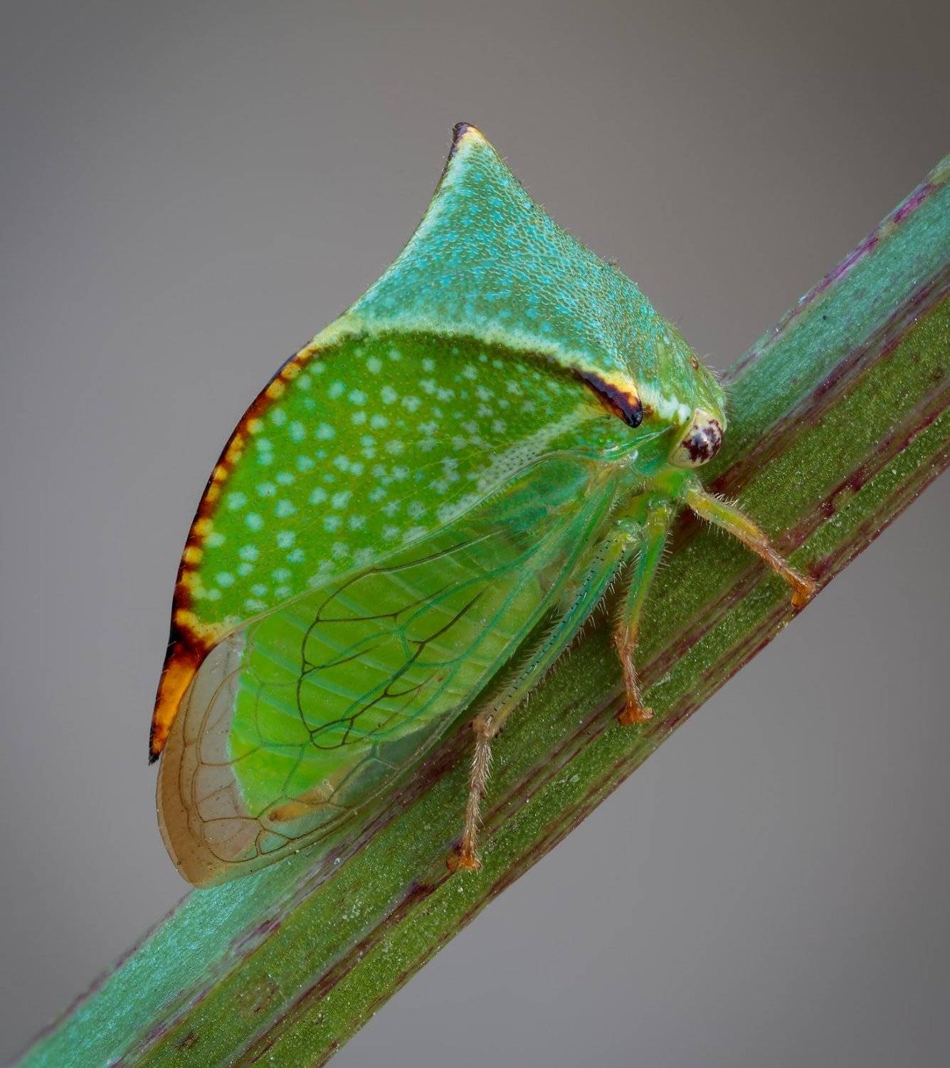 , Вадим Ходаковский